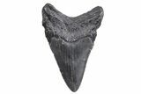 Fossil Megalodon Tooth - South Carolina #358991-1